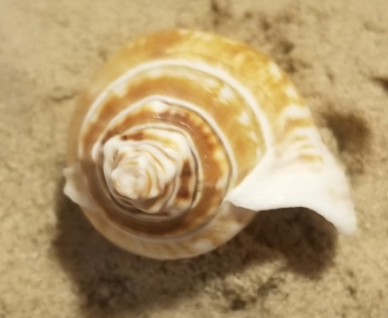Sea shell Fibonacci
