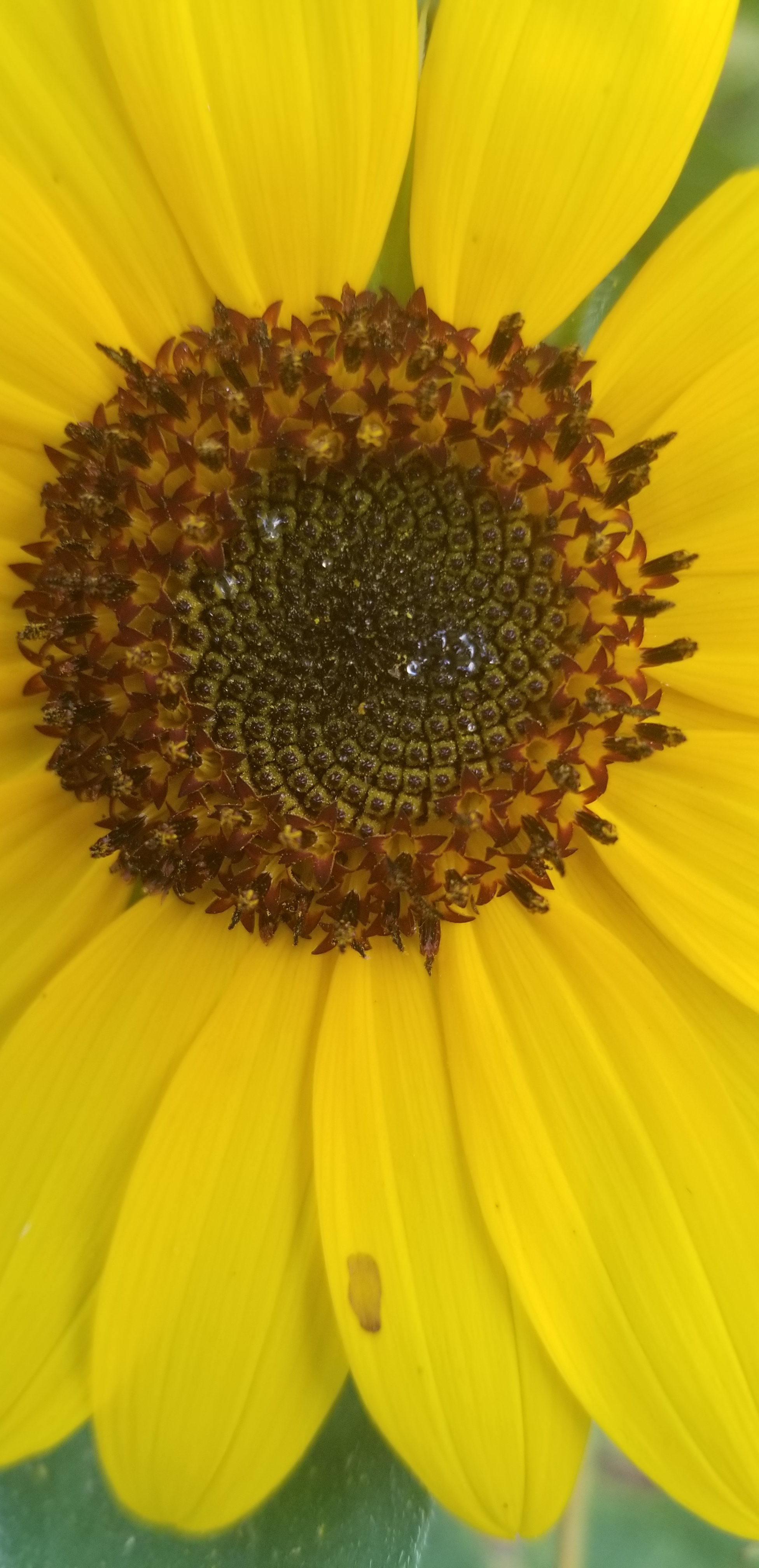 Sunflower center Fibonacci